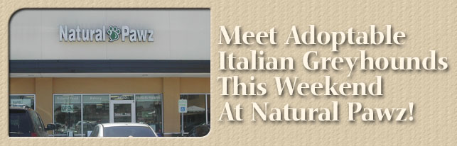 Meet Adoptable IGs