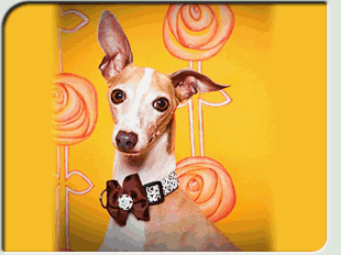 Sparky Photo